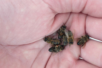Bees In Hand