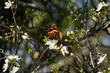 Butterfly. Spring flowers