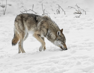 Fototapeta na wymiar Loup gris en hiver