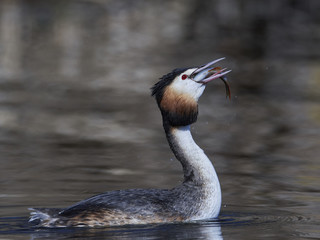 Great crested grebe (Podiceps cristatus)