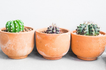 Melocactus tree in pot