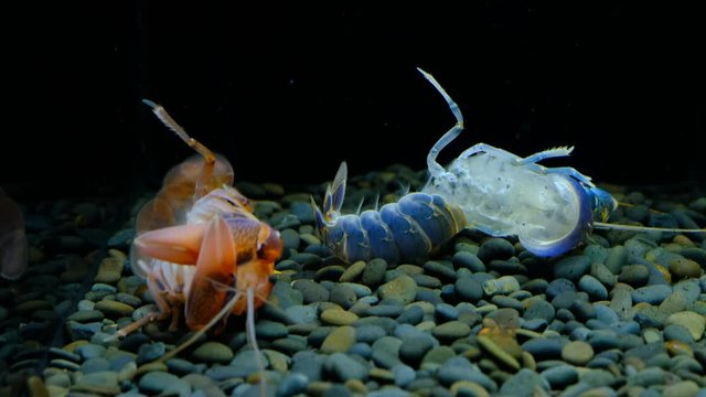 Cherax Destructor volcano moult in the aquarium     