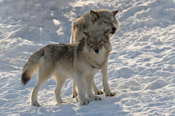 Obraz premium Couple