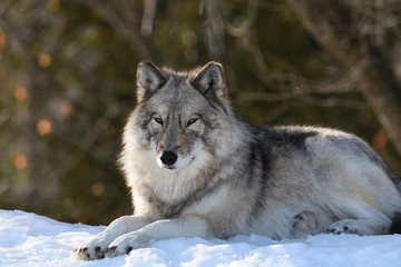 Portrait de loup