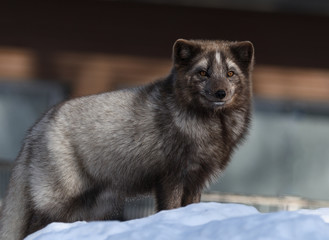 Fototapeta premium Renard arctique juvénile