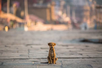 Photo sur Aluminium Chien Puppy dog sitting alone in the middle of the pavement.