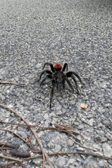 Spinne in Guatemala