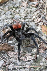 Spinne in Guatemala