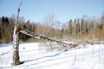 Birch