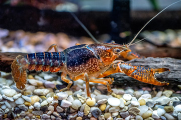Crayfish or crawdad, they are great to eat and a big part of cajun cuisine .