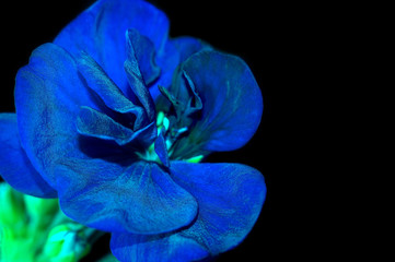Wallpaper. Beautiful unreal blue flower on a black background.