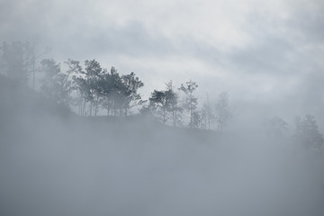 Nebelwald in Guatemala
