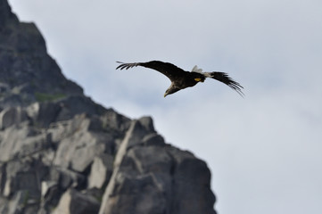 Seeadler