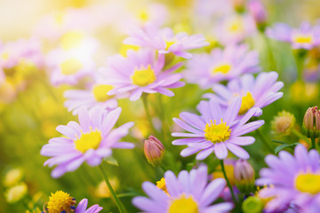 Fototapeta premium Beautiful daisy flowers on green meadow