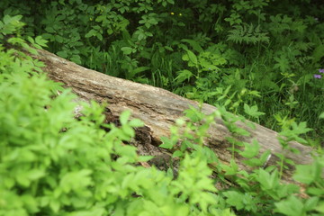 log in wood