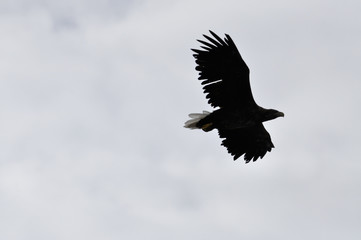 Seeadler