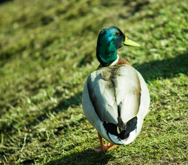 Duck walking on the grass