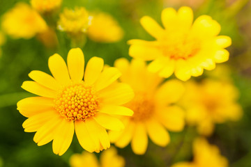 Beautiful daisy flowers on green meadow