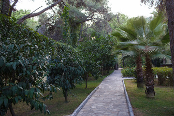 Alley in garden with tropical plants