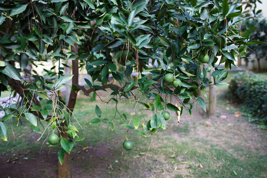 lime tree with fruit on branches