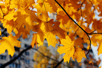Leaves of Norway Maple or Acer platanoides in autumn against sunlight with bokeh background. 