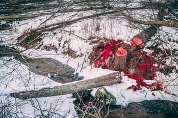 Folded trees lie in a stream in winter. Red sawdust and chips, reminiscent of blood. The concept of ecology and nature protection