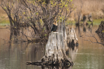 Anhinga is resting on a cypress stump in a swamp. 