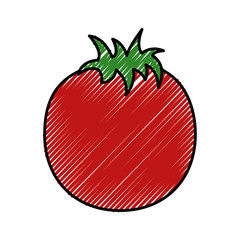 fresh tomato vegetable healthy vector illustration design