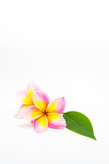 2 Frangipani with a leaf  on a white background