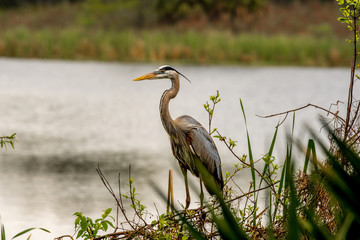 A great Blue heron rests on a branch near a freshwater pond in a nest refuge in the panhandle of Florida. 