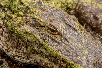 close up of a young gator , he has seaweed and grass masking his face.