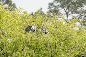 two great blue herons fighting over a nesting area in a tree