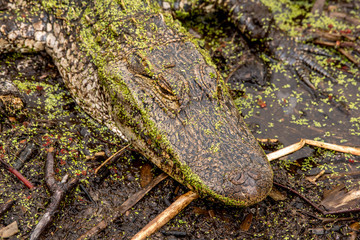 Obraz premium An American alligator on a river bank 