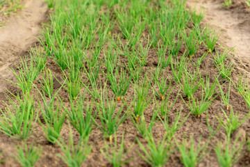 Spring shoots of green onions in the soil in the garden for vitamin nutrition. Young shoots of green onions.
