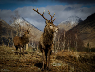 Stags Glen Etive