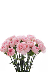 Happy Mother's Day, carnations representing mothers are in full bloom, and pink carnations are sent.