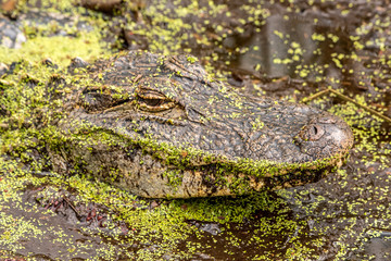 American Alligator is hiding in green swampy water 
