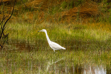 A lone little blue or immature Great Blue heron is on the hunt in a swamp.