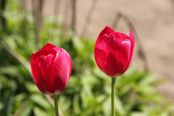 Red Tulip flower closeup