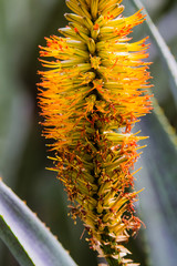 cactus of the exotic garden of Monaco