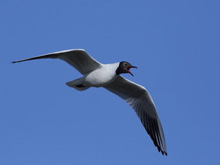 Black-headed gull (Chroicocephalus ridibundus)