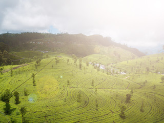 Tea plantations in the mountains. Aerial View