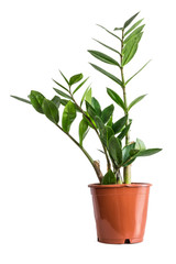 Fototapeta premium Potted zamioculcas isolated on white background.