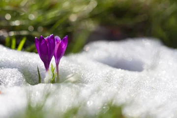 Fotobehang Krokussen Wilde lentebloemkrokus groeit uit sneeuw in dieren in het wild. Mooie lentebloem in het zonlicht dat wild groeit