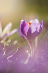 View of magic blooming spring flowers crocus growing from snow in wildlife. Amazing sunlight on spring flower crocus
