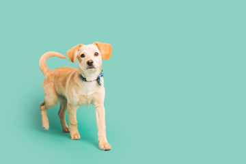 Adorable golden puppy