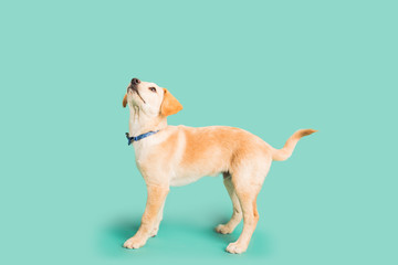 Adorable golden puppy