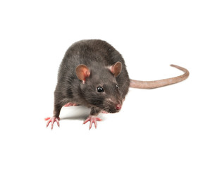 Grey rat isolate
