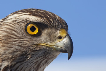 the predatory look of a hawk