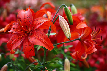Red lily./A considerable quantity of the Asian lilies create a motley background for a bright red...